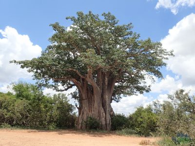 Nejjižnější baobab