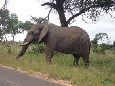 Krugerův národní park